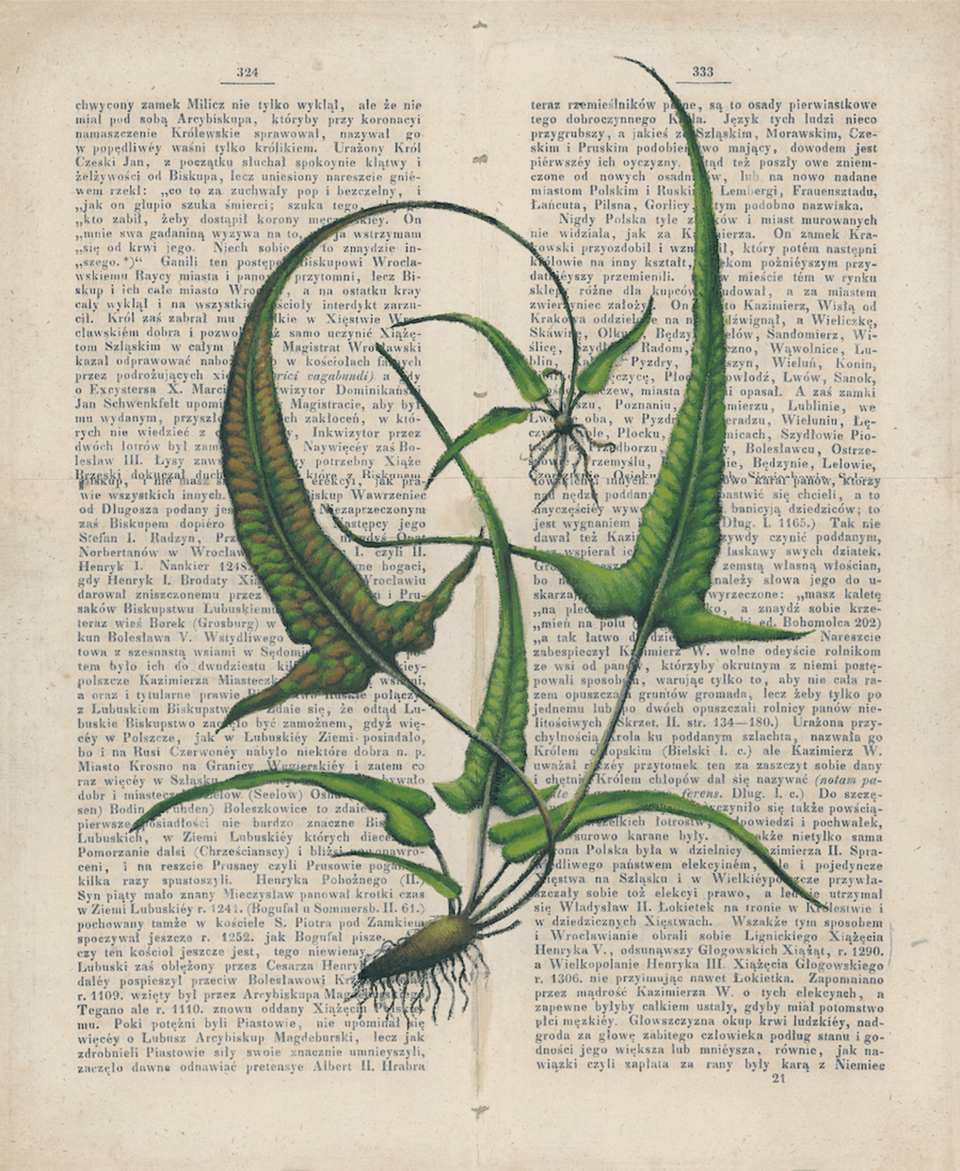 AspleniumRhizophyllium